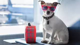 ¿Qué documentos hay que presentar en el Aeropuerto de Cancún para viajar con tu perro y no perder el vuelo?