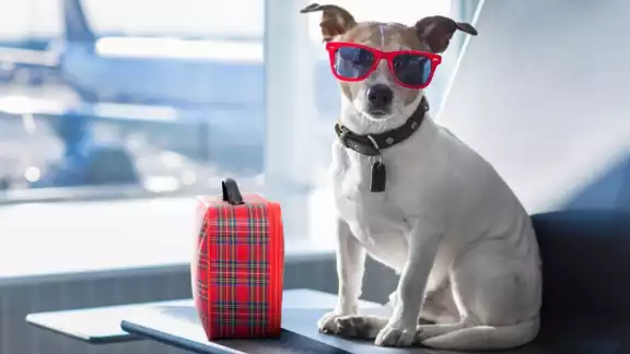 Las mascotas pueden viajar en el avión con varias reglas Las mascotas pueden viajar en el avión con varias reglas