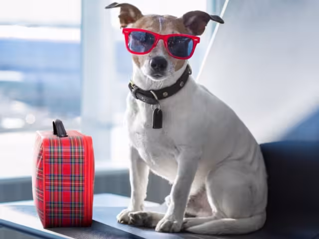 Las mascotas pueden viajar en el avión con varias reglas