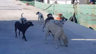 Denuncian abandono constante de perros en el puerto de abrigo de Yucalpetén, Progreso