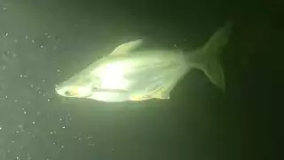 El registro no ha sido confirmado por las autoridades