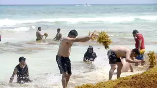 Recalan más de 82 mil toneladas de sargazo en el Caribe Mexicano 