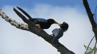   Promueven la observación de aves en Mérida: Realizan recorridos en comisarías y subcomisarías      