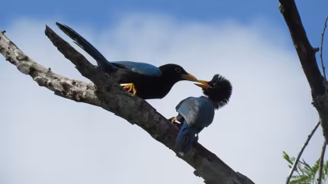 La actividad se llevará a cabo en áreas aledañas a la Reserva Cuxtal, principal pulmón verde de Mérida 