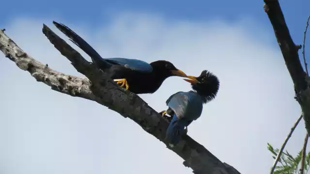 La actividad se llevará a cabo en áreas aledañas a la Reserva Cuxtal, principal pulmón verde de Mérida 