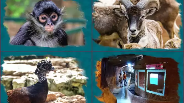 El Zoológico de Mérida le da la bienvenida a especies importantes.