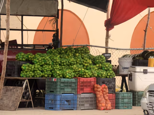 La cosecha se pierde en los camiones o en las casas de los comerciantes, debido al exceso y la falta de clientes. Muchos lo ofertan en los tianguis y avenidas