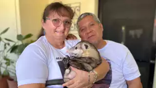 Mérida: Conoce a Maximiliano, la zarigüeya rescatada que ahora vive como rey     