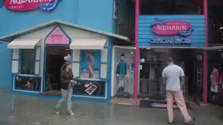 Convocan manifestaciones por muerte de dos delfines en hotel de la Riviera Maya