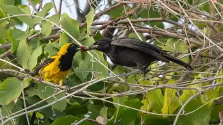 ¿Madre engañada?: Documentan caso de parasitismo entre aves en  la Península de Yucatán 