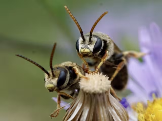 Las abejas son seres elementales para la naturaleza, que además ofrecen beneficios económicos para los apicultores