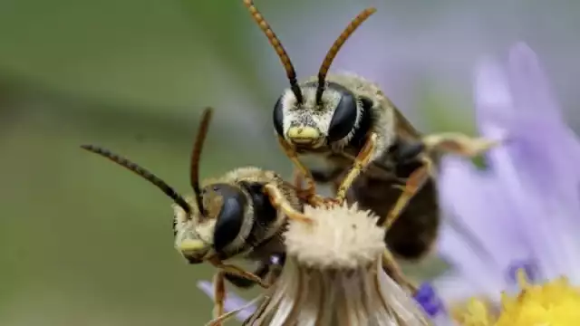 Las abejas son seres elementales para la naturaleza, que además ofrecen beneficios económicos para los apicultores