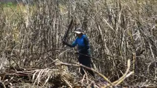 Cosechas de zafra en Chetumal prevén avance del hongo Fusarium 