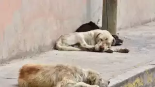 Perros han sido hallados en malas condiciones en Yucatán