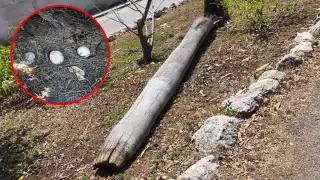 Talan palmas en donde anidaban loros al Oriente de Mérida; Profepa investigará      