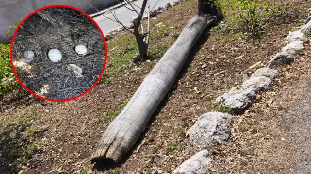 La tala afectó al menos tres nidos de la especie Amazona albifrons