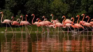 Restauración de manglares en Isla Arena impulsa regreso de fauna marina