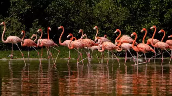 Mujeres lideran restauración de manglares en Isla Arena, Calkiní