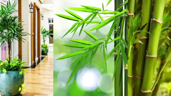 Te contamos de esta linda planta
