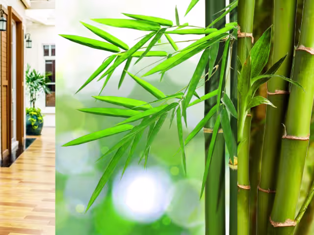 Te contamos de esta linda planta