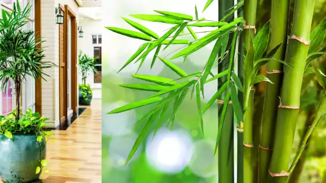 Te contamos de esta linda planta