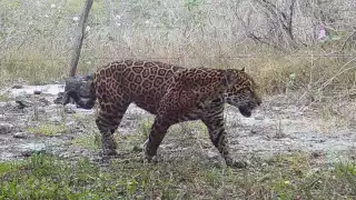 El algoritmo desarrollado por los estudiantes, tiene la capacidad de discernir entre individuos