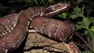 Encuentran sin vida a trabajador de la CFE en Escárcega; tenía varias mordeduras de serpiente   