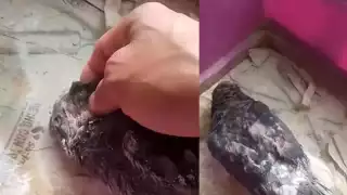 Muere “Esperancita”, la paloma rescatada tras la explosión de la pipa en el puente de La Concordia