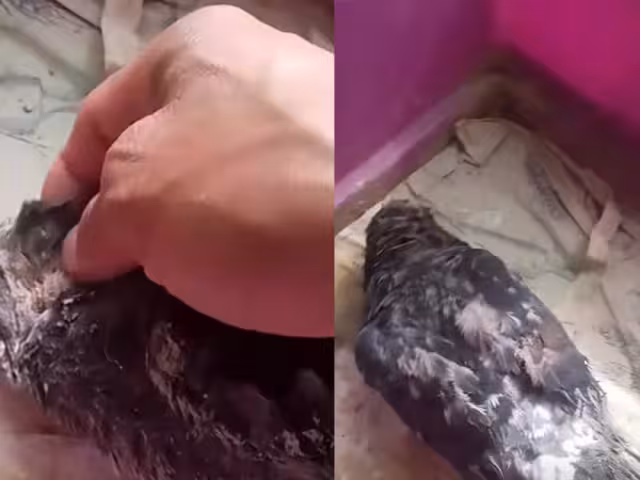 La Paloma no superó las lesiones que le dejó la explosión