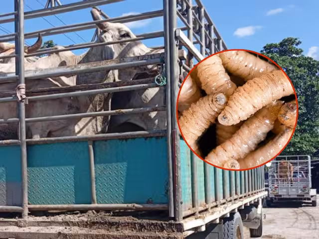 Crece el brote de gusano barrenador en Campeche; productores piden liberar moscas estériles