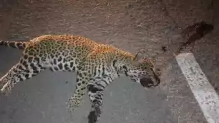 Playa del Carmen implementará ambulancia para mascotas y fauna silvestre 