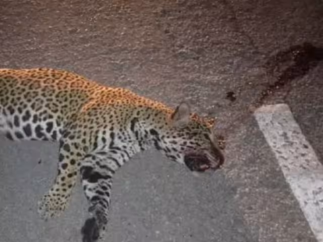 Playa del Carmen implementará ambulancia para mascotas y fauna silvestre