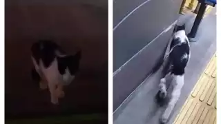 Sin tarjeta de tarifa general ni E Ticket: Captan a gatito abordando un Va y Ven     