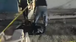 Envenenan a perrita en la colonia Esperanza de Campeche; suman 12 caninos muertos en la misma calle