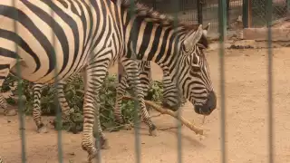Zoológico del Centenario refuerza medidas para proteger a animales y visitantes del intenso calor