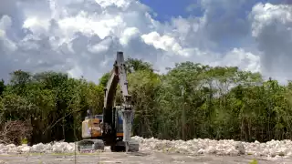 Más de 10 especies en peligro de extinción: Fauna de Quintana Roo afectada por la deforestación y proyectos turísticos