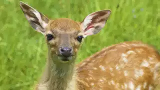  Jauría de perros da muerte a una venada preñada en Conkal   