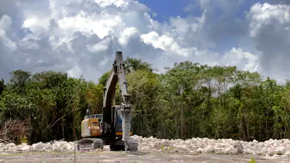 Según ambientalistas,la flora también se ve afectada, pues la caoba y el cedro rojo son talados durante las obras Según ambientalistas,la flora también se ve afectada, pues la caoba y el cedro rojo son talados durante las obras