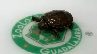 "Mijaga": la tortuga casquito más pequeña del mundo que nació en el zoológico de Guadalajara 