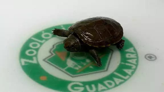 Esta variedad de tortuga, considerada como la más pequeña del planeta, recién fue descubierta en el año 2018