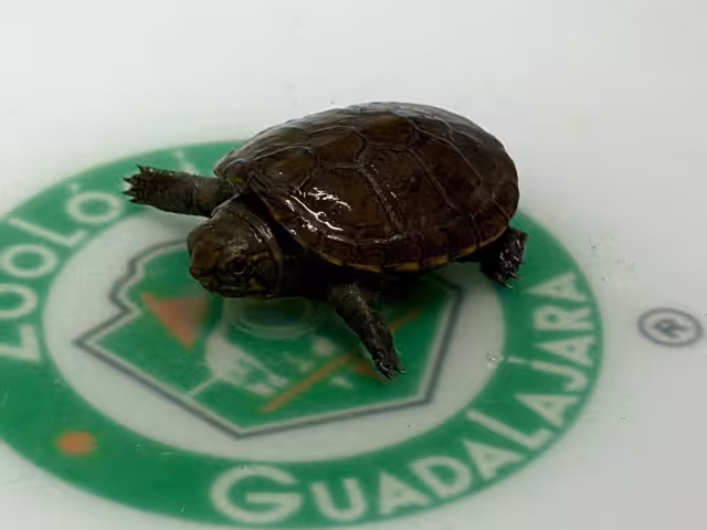 Esta variedad de tortuga, considerada como la más pequeña del planeta, recién fue descubierta en el año 2018