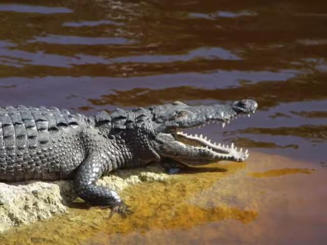 Larry, el caimán, la estrella caribeña que roba miradas