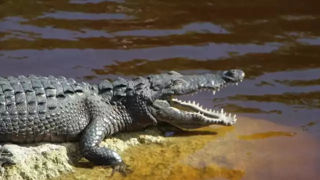 Larry, el caimán, la estrella caribeña que roba miradas