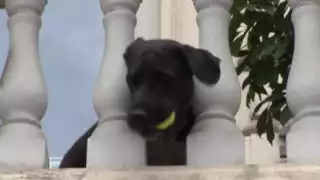 Perro juega a la pelota con transeúntes desde su balcón y se viraliza: VIDEO