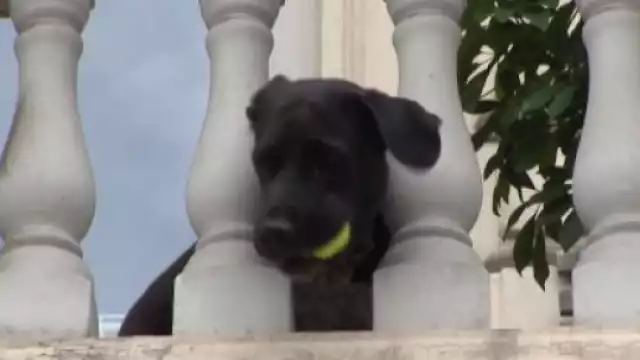 Buba, la perra se ha vuelto una atracción