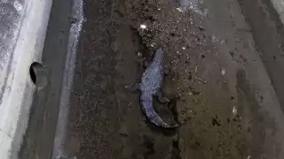 Captan al cocodrilo "Juancho" rondando a la vista de campechanos  