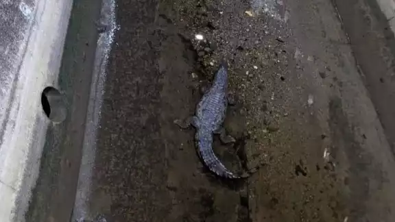 Captan cocodrilo en Campeche Captan cocodrilo en Campeche