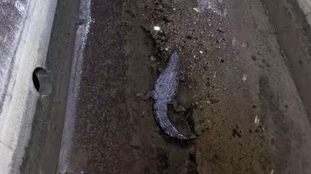 Captan cocodrilo en Campeche