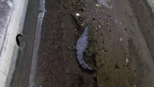 Captan cocodrilo en Campeche