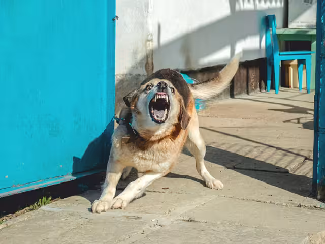 De acuerdo con el Sistema Nacional de Vigilancia Epidemiológica también contabilizan tarascadas de otros mamíferos